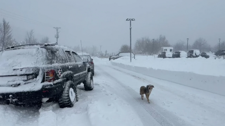 bora-shkodfer-780x439