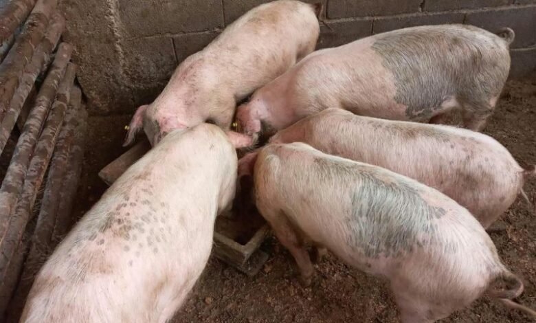 derra-800x600-1-780x470