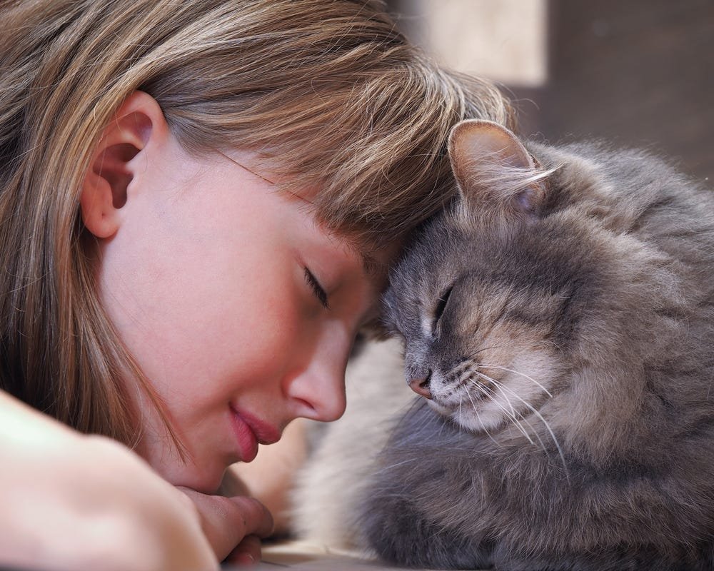 cat