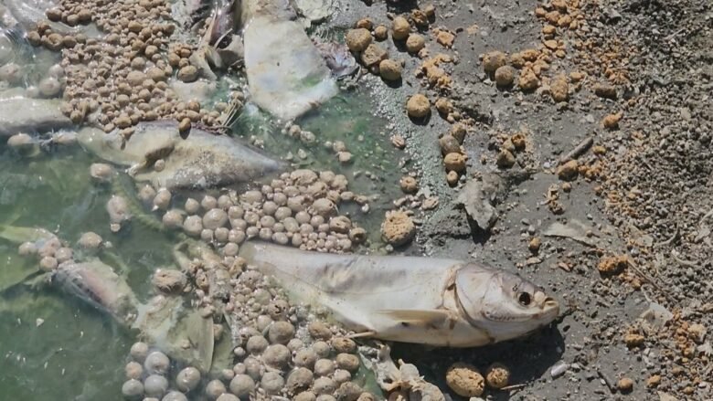 peshk-i-ngordhur-780x439