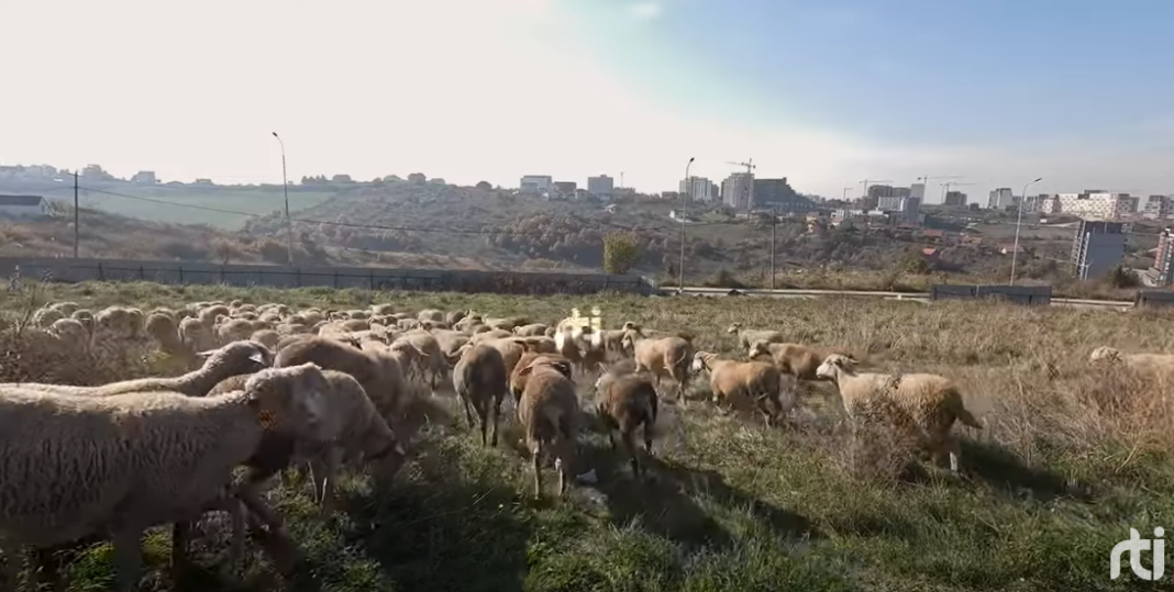 RTI. Bariu në qytet